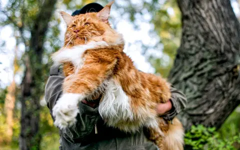 Rudzielec maine coon najwiekszy kot świata, dumny i majestatyczny, w objęciach opiekuna na tle leśnej przyrody.