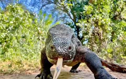 Potężna jaszczurka z komodo wychodzi z gęstwiny, wysuwając swój charakterystyczny, rozwidlony język.