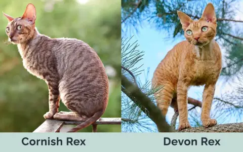 Cornish Rex a Devon Rex: Kluczowe różnice, które musisz znać