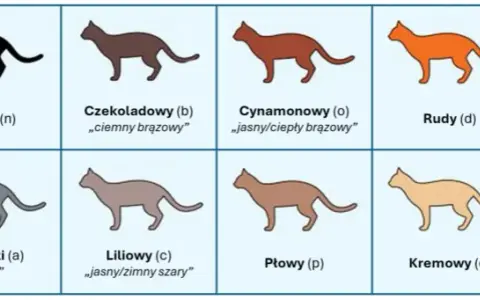 Umaszczenie Devon Rex: Odkryj niezwykłe kolory i wzory tej rasy