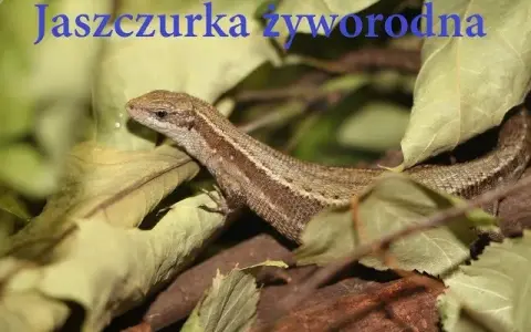 Jak się rozmnażają jaszczurki - zaskakujące metody i strategie rozmnażania