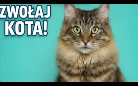 Jak tata mówi do kotka - kontrowersyjna anegdota z telewizji dziecięcej
