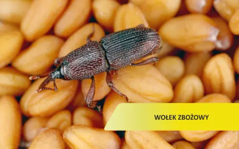 Czym żywi się wołek zbożowy? Odkryj zaskakujące fakty o jego diecie