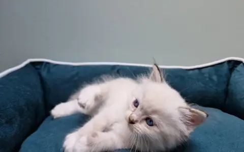 Uroczy kociak rasy ragdoll, jeszcze niewielki, leży na miękkim legowisku.