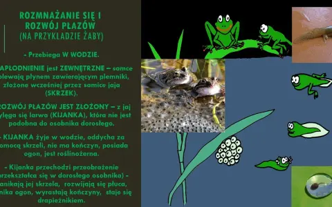 Jak rozmnażają się płazy? Odkryj zaskakujące metody i etapy rozwoju