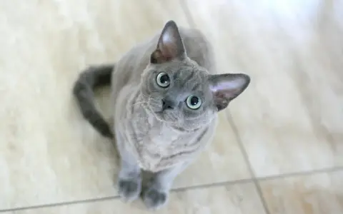 Szary kot rasy Devon Rex z dużymi, zielonymi oczami siedzi na jasnej podłodze.
