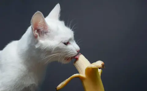 Biały kot z zaciekawieniem liże banana, sprawdzając, czy koty mogą jeść banany.