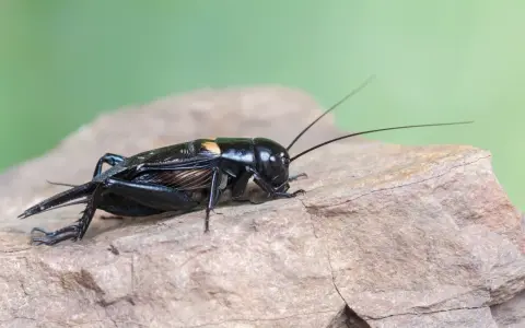 Czarny świerszcz z długimi czułkami i pomarańczową plamką na grzbiecie siedzi na kamieniu. Tak wygląda świerszcz.