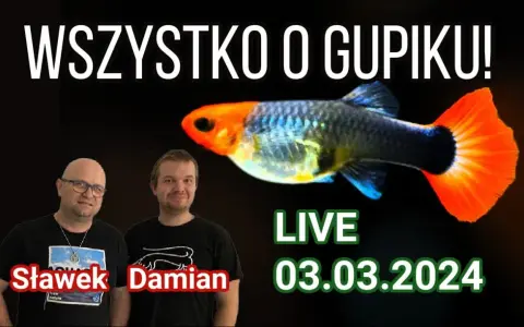 Jak często rozmnażają się gupiki? Odkryj ich zaskakujące cykle rozmnażania