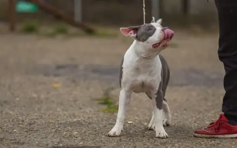 Uroczy amstaff miniaturka na smyczy oblizuje pyszczek, patrząc na swojego opiekuna.