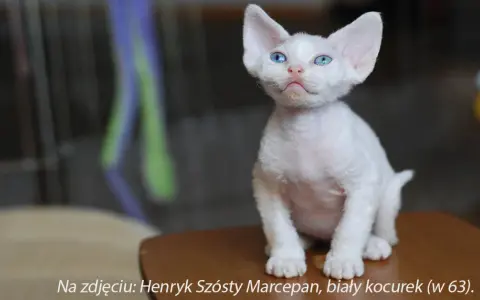 Devon Rex opinie: Co musisz wiedzieć przed adopcją tego kota?