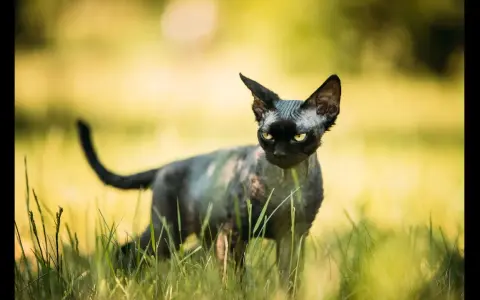 Ceny kociąt Devon Rex w Polsce – ile naprawdę kosztują?