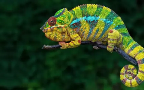 Kolorowy kameleon domowy, z żółto-zielonymi pasami i niebieskimi plamkami, siedzi na gałęzi. Jego ogon jest zwinięty w spiralę.