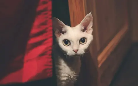 Biały kot rasy Devon Rex z dużymi oczami wychyla się zza czerwonej zasłony.