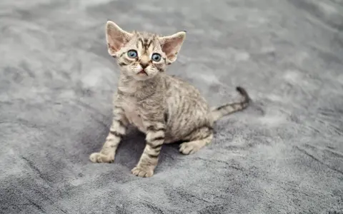 Jak oddać kota rasy Devon Rex i znaleźć nowy dom dla niego