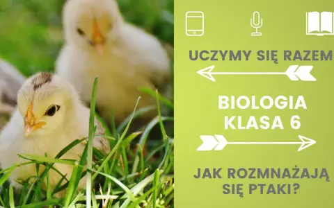 Jak rozmnażają się ptaki? Odkryj fascynujący proces lęgowy