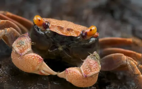 Pomarańczowy krab wampir z błyszczącymi oczami i szczypcami, gotowy do ataku.