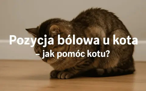 Kot w pozycji bólowej, może to być objaw zapalenia jelit. Zobacz, jak pomóc kotu.