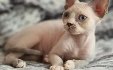 Kocięta Devon Rex w Łodzi - sprawdź hodowle i ceny kociąt
