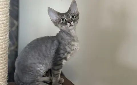 Devon Rex na sprzedaż - znajdź idealnego kota w Polsce teraz