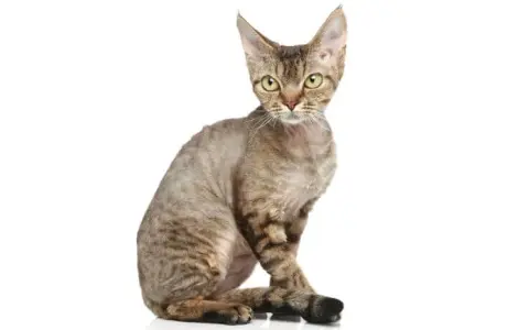 Kocięta Devon Rex: Cechy, wymagania i jak je wychować