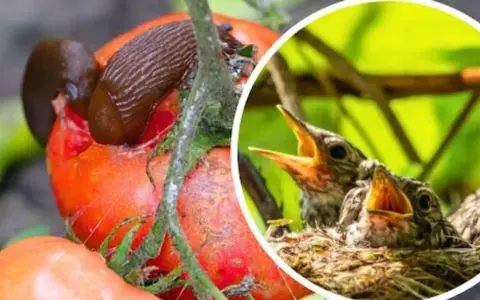 Ślimak czym się żywi - poznaj jego zaskakującą dietę i zwyczaje