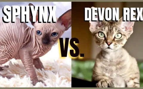 Devon Rex a Sfinks: Kluczowe różnice, które musisz znać
