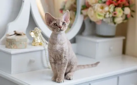 Szylkretowy Devon Rex: niezwykłe cechy, historia i pielęgnacja kota
