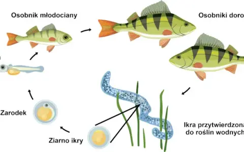 Jak rozmnażają się ryby jajorodne? Sekrety tarła i ochrony ikry