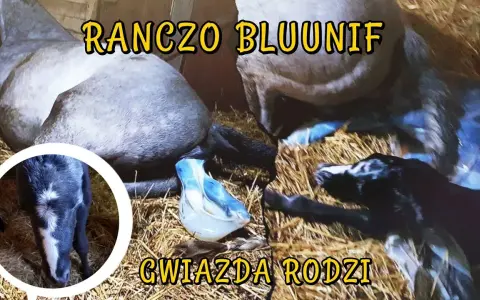 Jak rozmnażają się konie - poznaj tajemnice ich reprodukcji i porodu