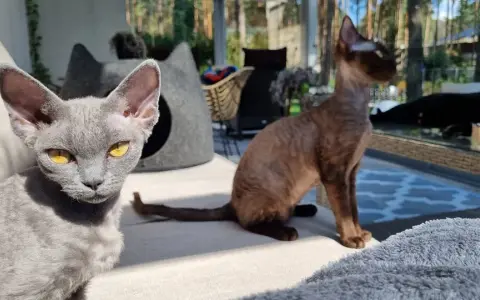 Hodowla Devon Rex w Polsce - jak wybrać najlepszego hodowcę?