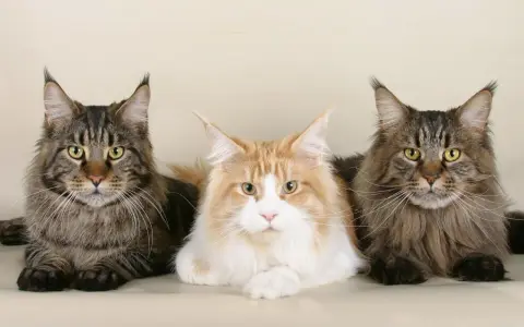 Trzy majestatyczne koty rasy Maine Coon, o imponującym futrze i charakterystycznych pędzelkach na uszach. Ich waga świadczy o rasie.