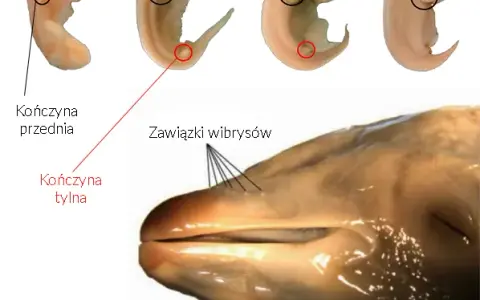 Jak rozmnażają się wieloryby? Fascynujący proces i opieka matki