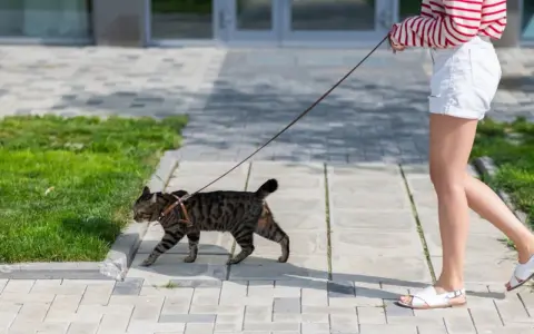 Zwinny kot na smyczy spaceruje po chodniku obok trawnika.
