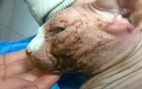 Choroby skóry u Devon Rex: objawy, przyczyny i skuteczne leczenie