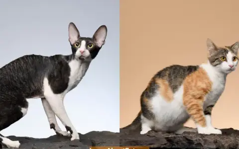 Cornish Devon Rex: różnice, temperament i pielęgnacja tych kotów