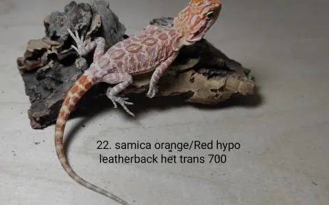 Młoda agama brodata, samica orange/Red hypo leatherback het trans. Atrakcyjna agama brodata cena 700.