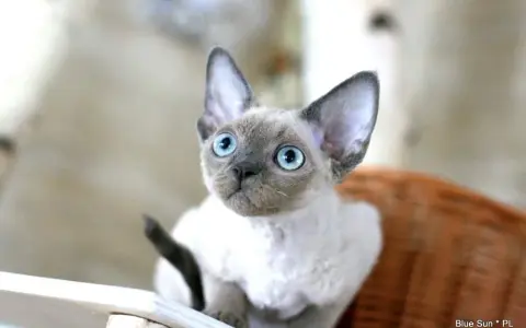 Kocięta Devon Rex Blue Point: Cechy, Hodowle i Wskazówki dla Kupujących