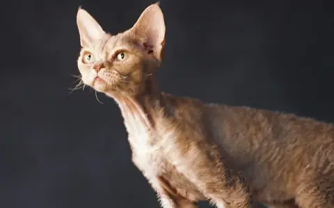 Devon Rex w Warszawie - najlepsze hodowle i kocięta do adopcji
