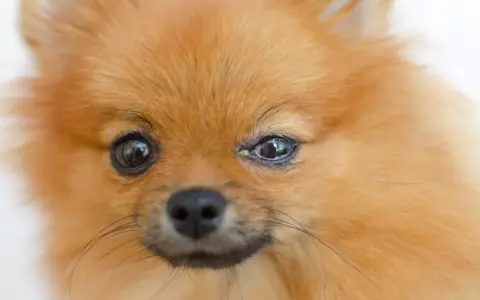 Pomeranian z zapaleniem spojówek u psa, widoczne zaczerwienienie i wydzielina w kąciku oka.