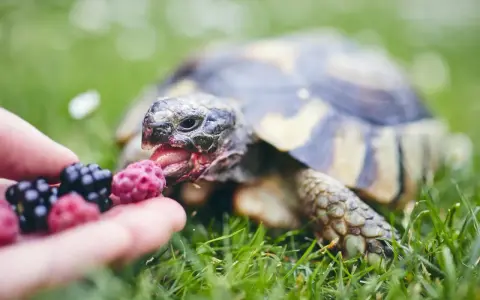 Żółw domowy z apetytem zajada malinę podaną na dłoni.