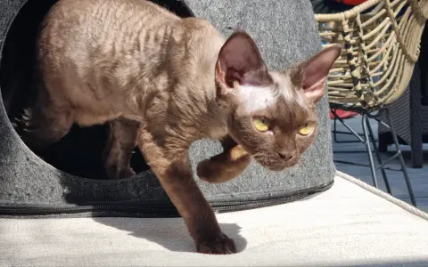 Brązowy kot rasy Devon Rex z żółtymi oczami wychodzi z szarego legowiska.