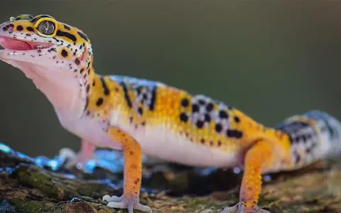 Gekon lamparci z otwartym pyszczkiem, ciekawy świata. Zastanawiasz się, ile kosztuje gekon?