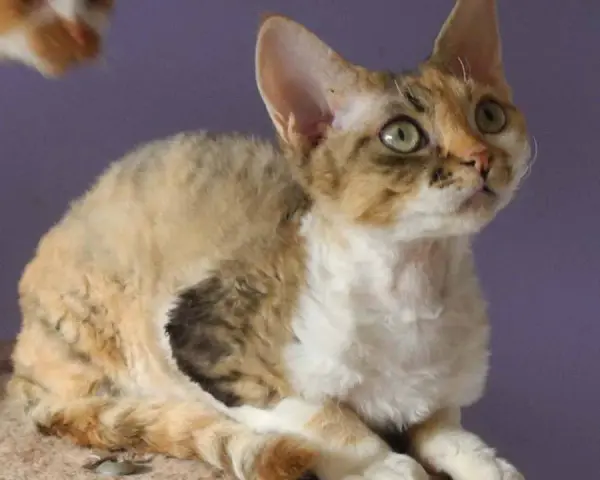 Choroby Devon Rex - Jak uniknąć problemów zdrowotnych u kotów?
