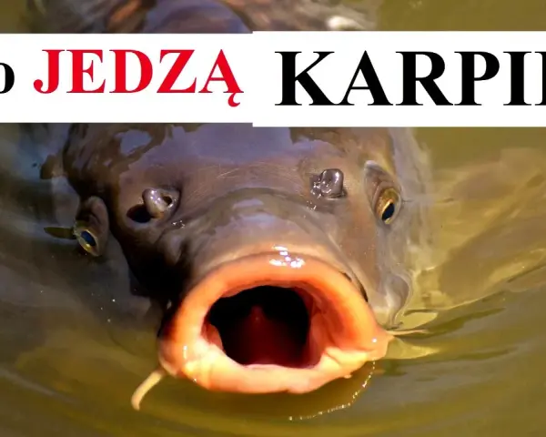 Czym się żywi karp? Sekrety diety karpia w naturze i hodowli