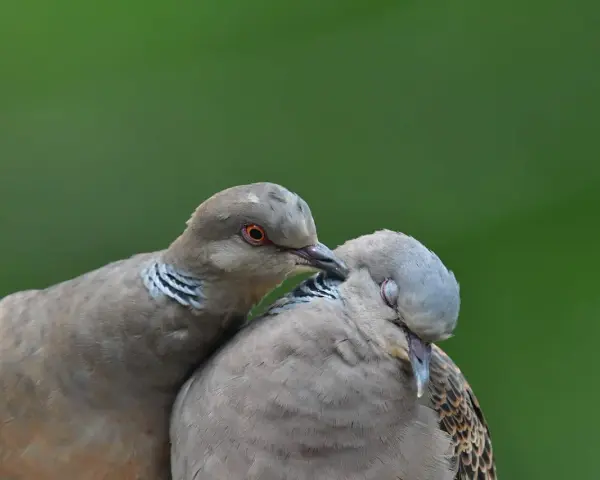 Dwa dzikie gołębie blisko siebie. Jeden z nich, z pomarańczowym okiem, delikatnie dotyka dziobem drugiego.