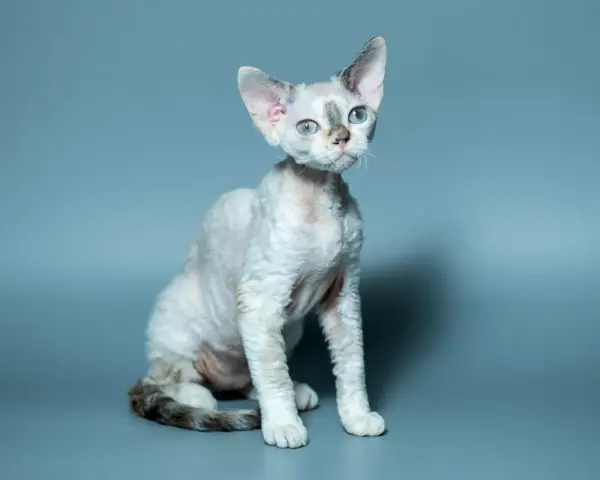 Kot rasy Devon Rex z niebieskimi oczami siedzi na szarym tle.