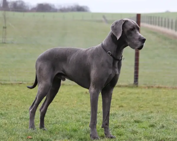 Szary dog niemiecki, imponujący wzrost, stoi na zielonej łące.