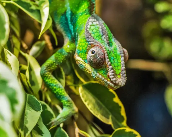 Zielony kameleon wśród liści. Zastanawiasz się, ile kosztuje kameleon? Ten okaz wygląda na bardzo cennego.