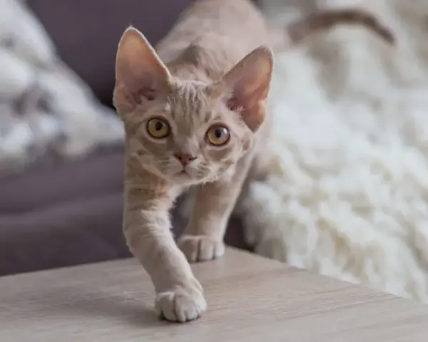 Ile kosztuje Devon Rex? Ceny kociąt i ukryte wydatki na kota